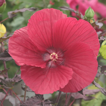 Visuel 1 du produit Hibiscus Moscheutos à fleurs multicolores - Le pot de 4,6 litres