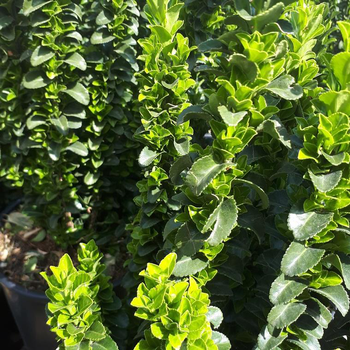 Visuel 1 du produit Euonymus Japonicus Benkomoki vert 80/100 en pot de 18 L