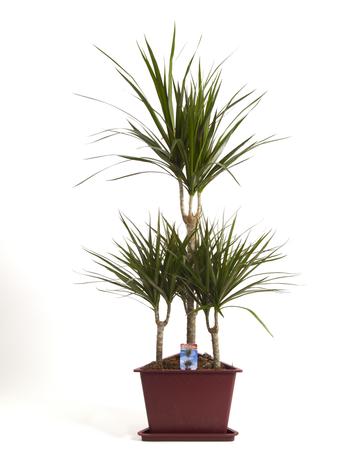 Visuel 1 du produit Dracaena marginata 7 pieds. Le pot de Ø 31 x H 160 cm, forme carrousel
