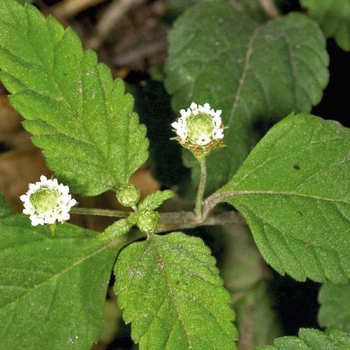 Visuel 1 du produit Lippia Dulcis Bio - Le pot de 1 litre