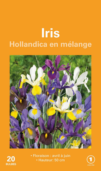 Visuel 1 du produit Iris Hollande en mélange botanic® - 20 bulbes