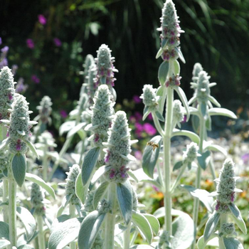 Visuel 1 du produit Vivaces A Feuillage Gris - Le pot de 1 litre