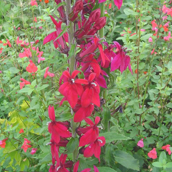 Visuel 1 du produit Lobelia Fan Deep - Le pot de 7,5 litres