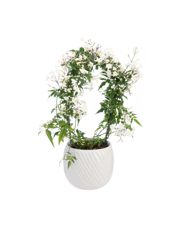 Visuel 1 du produit Jasmin en arceau avec un cache-pot en céramique coloris blanc - Ø 12 cm