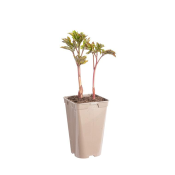 Visuel 1 du produit Pivoine Nymphe - Le pot de 2 litres