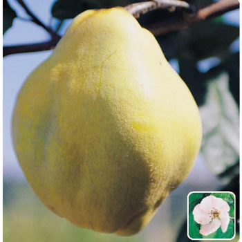 Visuel 1 du produit Cognassier Geant De Vranja. Le pot de 12 litres forme 1/2 tige