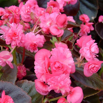 Visuel 1 du produit Bégonia à massifs à fleurs doubles - Le pot de 2,5 litres