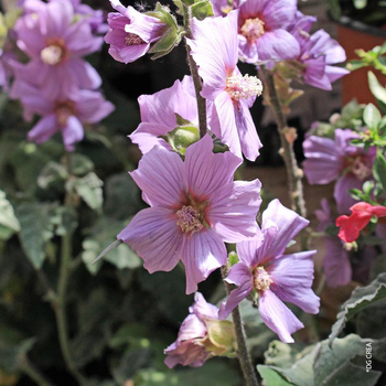 Visuel 1 du produit Lavatera X Blue Bird (Bleu) - Le pot de 4 litres