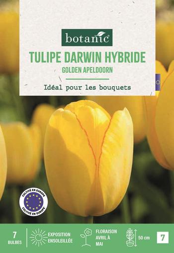 Visuel 1 du produit Tulipe d.h. golden apeldoorn X7
