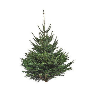Visuel 1 du produit Sapin de Noël naturel coupé Nordmann - de 200 à 250 cm