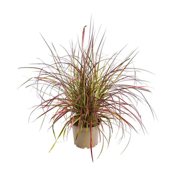 Visuel 1 du produit Pennisetum Setaceum Fireworks ® - Le pot de 2 litres