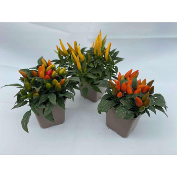 Visuel 1 du produit Piment décoratif - Le pot de 10.5 cm