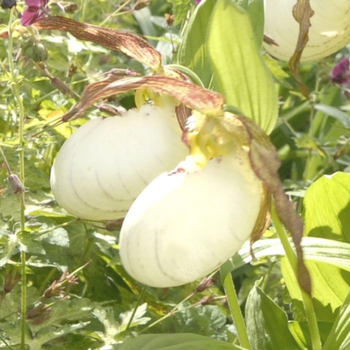 Visuel 1 du produit Sabot de Venus Vivace blanc - Le pot de 1 litre