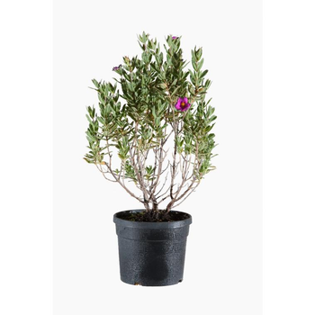 Visuel 1 du produit Ciste Pulverulentus Sunset (Cistus) rose. Le pot de 7,5 litres