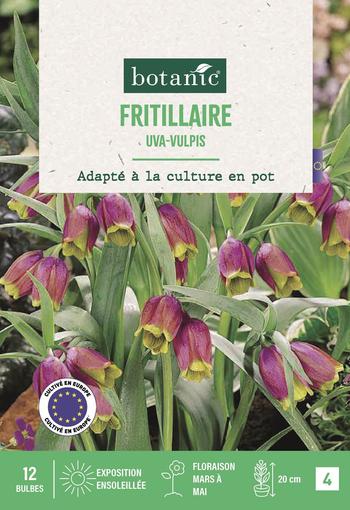Visuel 1 du produit Fritillaire uva vulpis X12