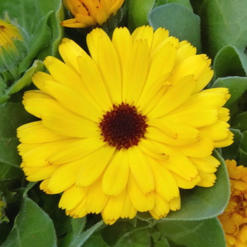 Visuel 1 du produit Souci des jardins - Le pot de 1 litre