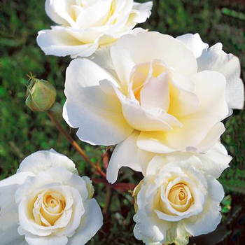 Visuel 1 du produit Rosier Grand Nord® Delgrord