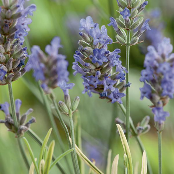 Visuel 1 du produit Lavande Platinum Blonde. Le pot de 3 litres