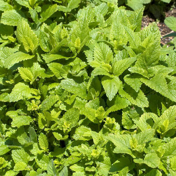 Visuel 1 du produit Melisse Citronnelle bio verte. Le pot de 1 litre
