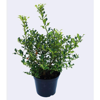 Visuel 1 du produit Houx Aquifolium Alaska - pot 5 L