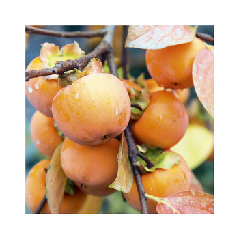 Visuel 1 du produit Kaki. Le pot de 18 litres forme 1/2 tige calibre 8/10