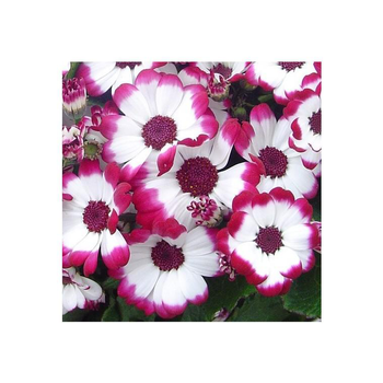 Visuel 1 du produit Cinéraire à fleurs - Le pot de 2,5 litres