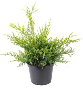 Visuel 1 du produit Genévrier Mint Julep, le pot de 2 Litres