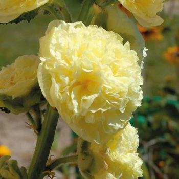 Visuel 1 du produit Rose Trémière jaune - Le pot de 9 x 9 cm