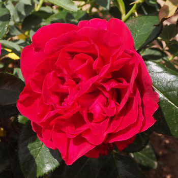 Visuel 1 du produit Rosier rose Clos Vougeot® Delrous