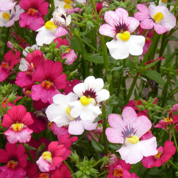 Visuel 1 du produit Nemesia retombant - La suspension diam 27 cm