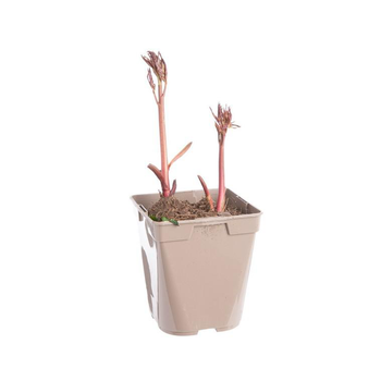 Visuel 1 du produit Pivoine Mr Jules Elie - Le pot de 1 litre