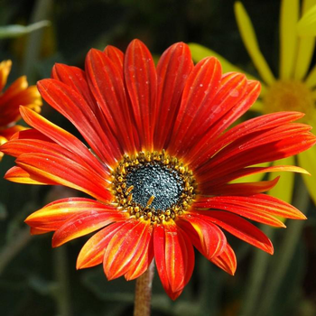 Visuel 1 du produit Arctotis ou Marguerite africaine à fleurs multicolores - Le pot Ø 14 cm
