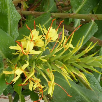 Visuel 1 du produit Hedychium - Le pot de 4 litres