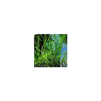 Visuel 1 du produit Jonc spirale ou Juncus Effusus Spiralis. Le pot de 2 litres