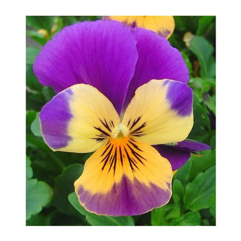 Visuel 1 du produit Viola Cornuta - La cagette bois de 20 plants