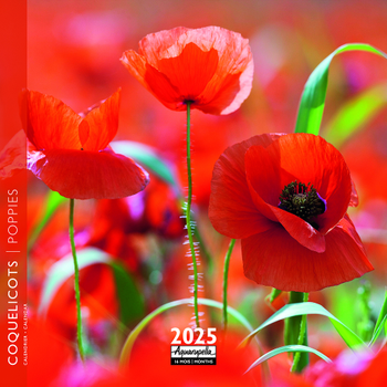 Visuel 1 du produit Calendrier 2025 coquelicots coloris multicolore Aquarupella - 16,5 x 16,5 cm