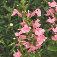 Visuel 1 du produit Sauge Salvia x Jamensis - Le pot de 2 litres