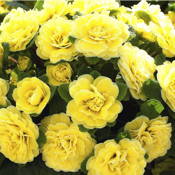 Visuel 1 du produit Primula Belarina Buttercup - Le pot de 1 litre