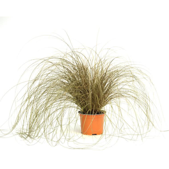 Visuel 1 du produit carex flagellifera bronzita - Le pot diam 12 cm