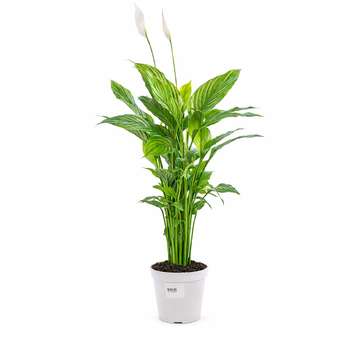 Visuel 1 du produit Spathiphyllum Sweet Benito pot Ø 14 cm - 55 cm