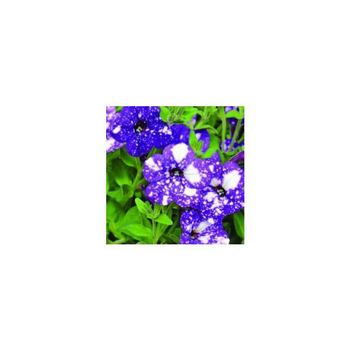 Visuel 1 du produit Pétunia à massifs bleu nuit - Le pot de 1 litre