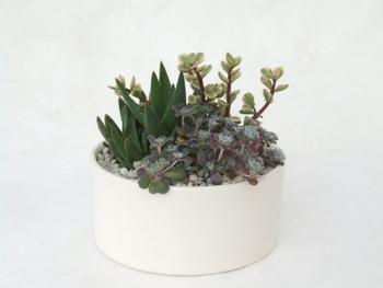 Visuel 1 du produit Composition de cactus. La coupe en céramique