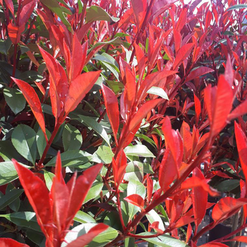 Visuel 1 du produit Photinia carré rouge. Le pot de 3 litres