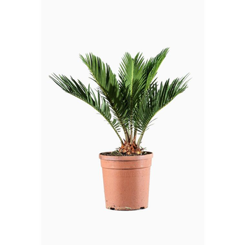 Visuel 1 du produit Cycas Revoluta ou faux palmier vert en pot de 3 L