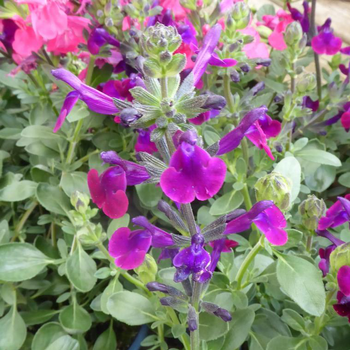 Visuel 1 du produit Salvia X Jamensis 'violet' - Le pot de 2,5 litres