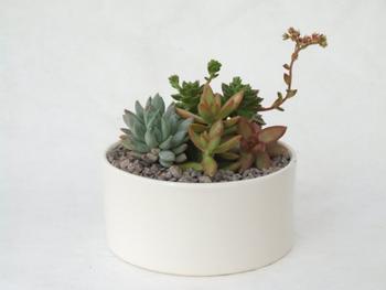 Visuel 1 du produit Composition de cactus. La coupe en céramique