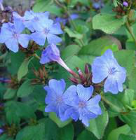 Visuel 1 du produit Ceratostigma (Dentelaire ou Plumbago de Chine) à fleurs bleues - Le pot de 0,5 litre