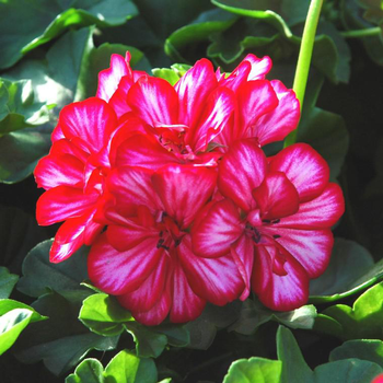 Visuel 1 du produit Géranium Lierre double multicolore. La barquette de 10 plants