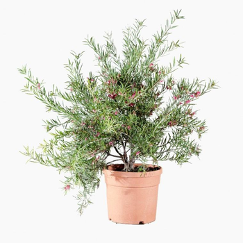 Visuel 1 du produit Grevillea Rosmarinifolia Jeukensiii rose. Le pot de 4 litres