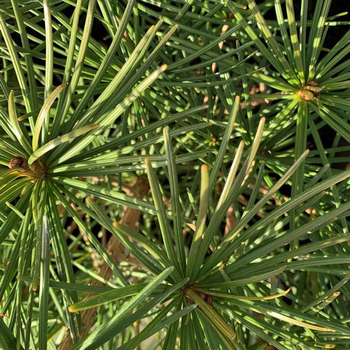 Visuel 1 du produit Pin parasol japonais (Sciadopitys Verticillata). Le pot de 10 litres